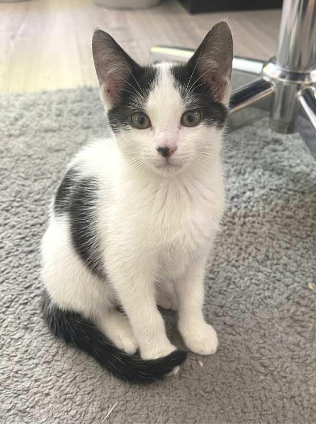 Enlarge Grace O'Malley (MUST be adopted with Captain Grayson), a ADOPTABLE Domestic Short Hair in Houston, TX image 5/6