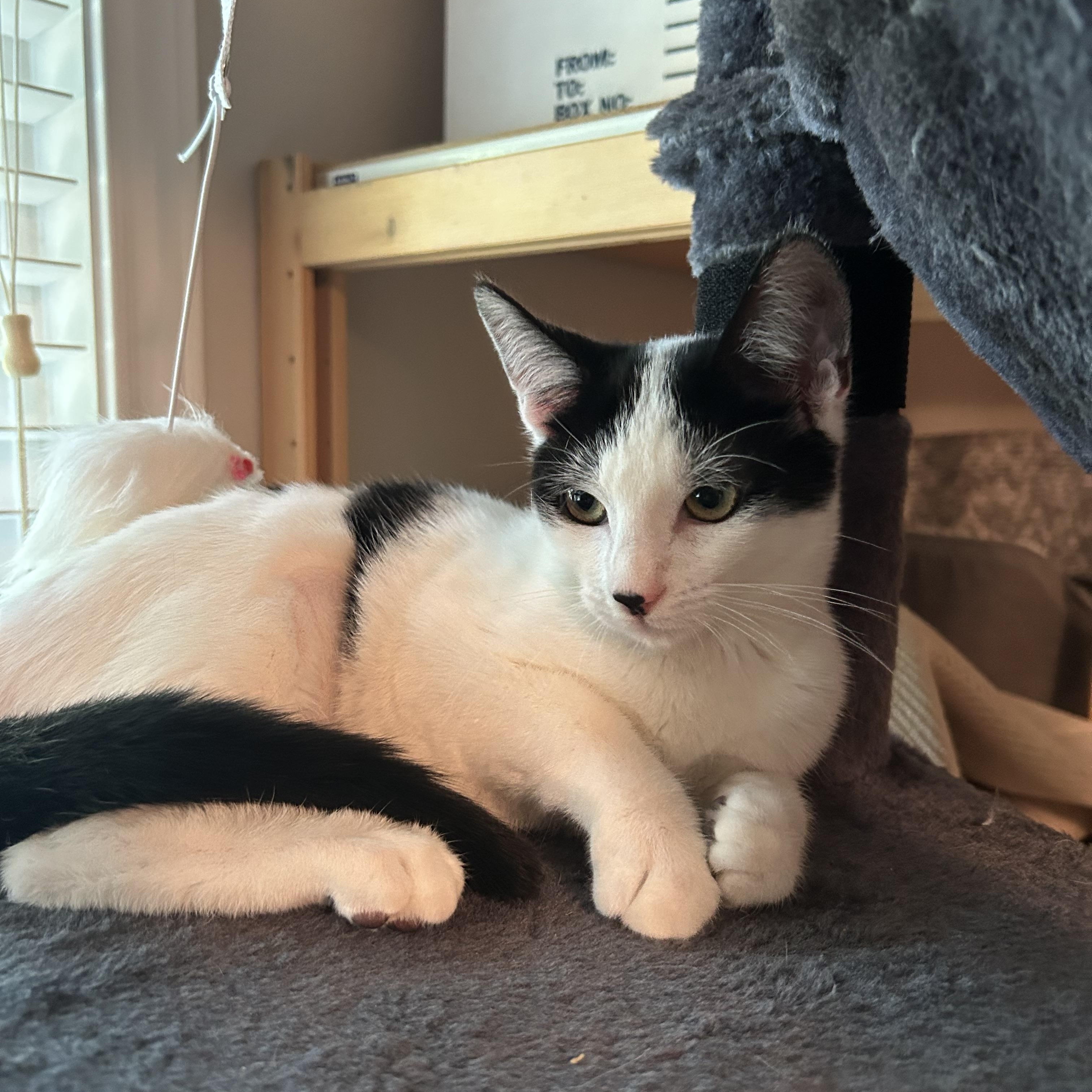 Gretta (MUST be adopted with Captain Grayson), a ADOPTABLE Domestic Short Hair in Houston, TX image 6/6