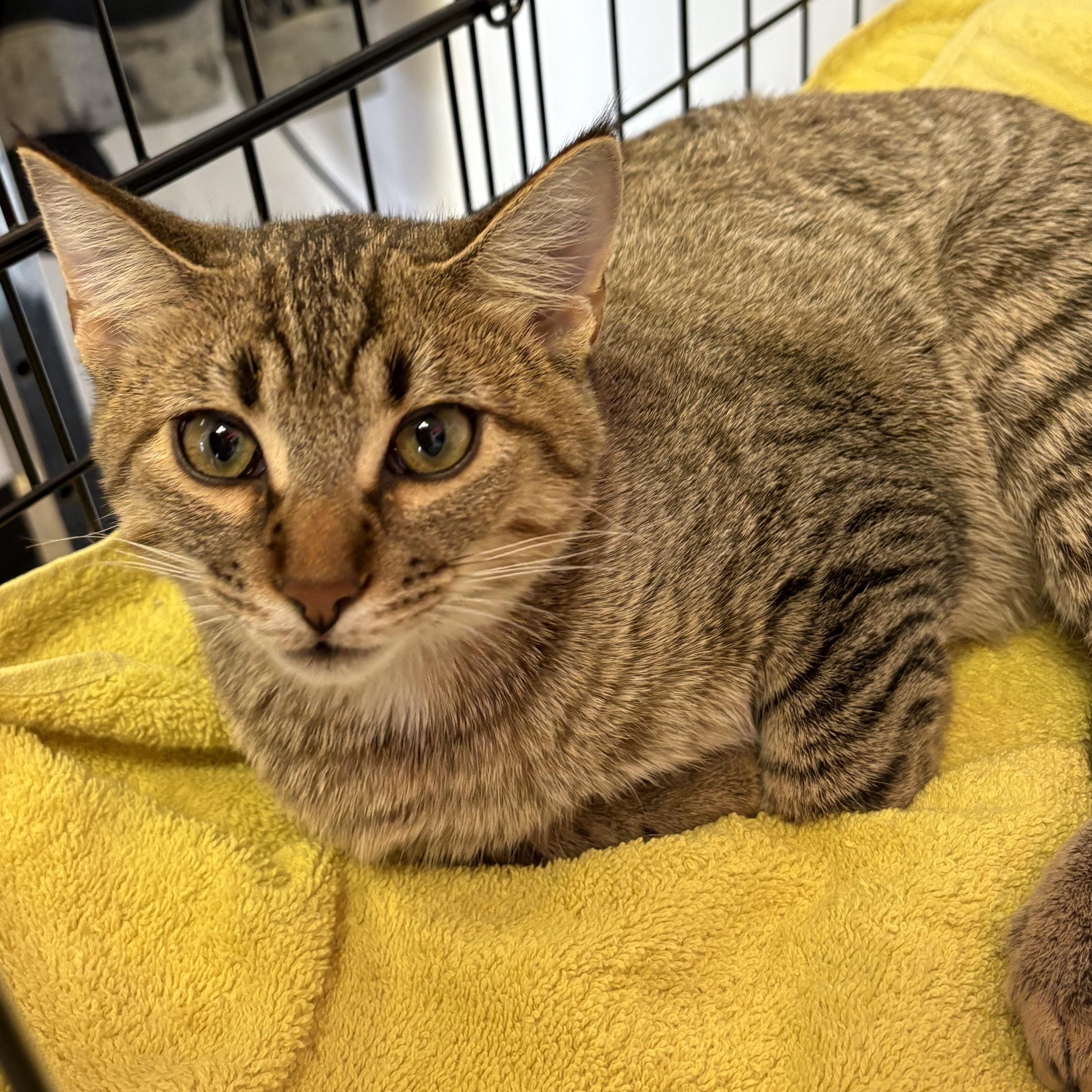Enlarge Marble, a Adoptable Domestic Short Hair in Austintown, OH image 2/4