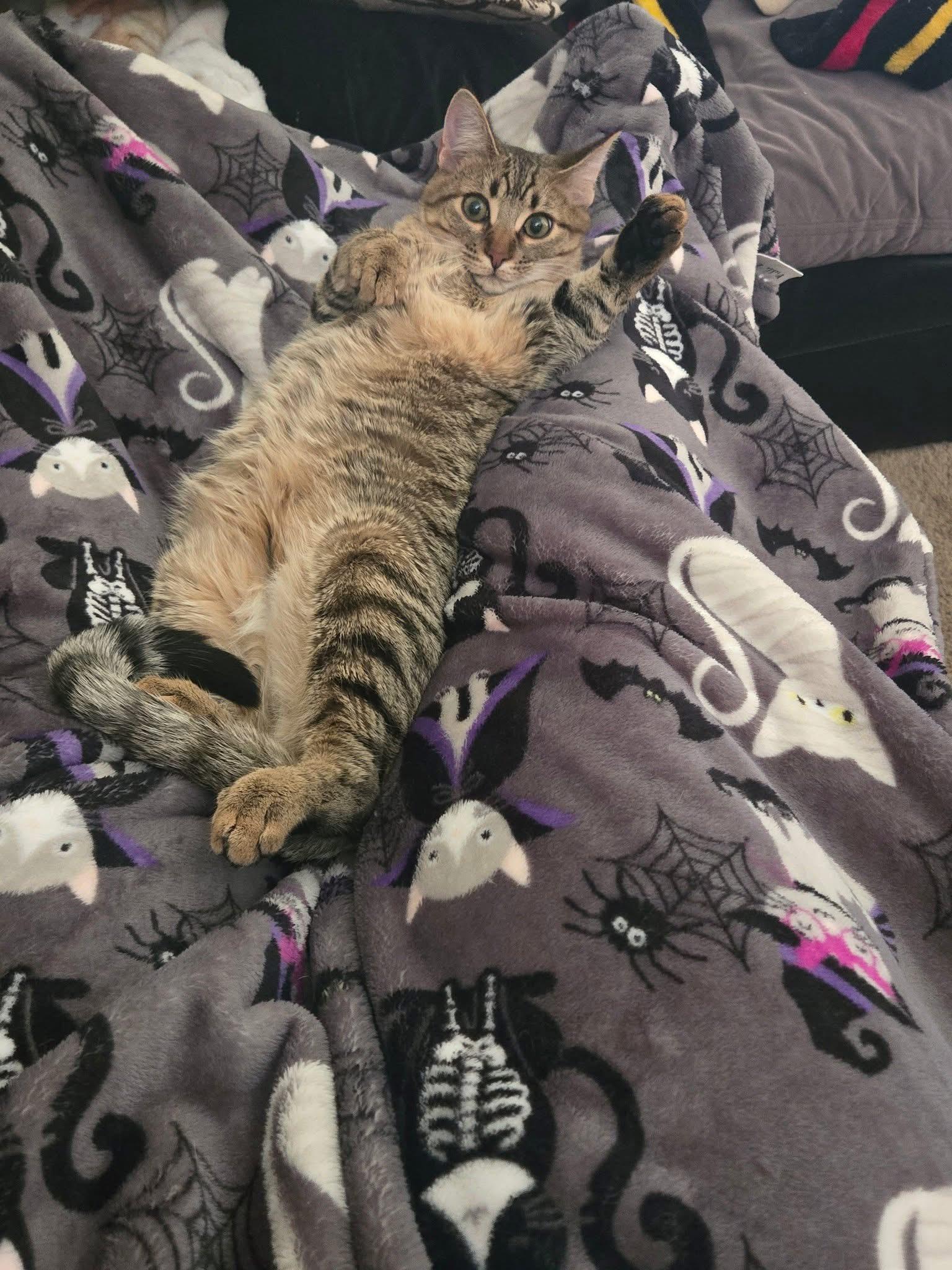 Enlarge Marble, a Adoptable Domestic Short Hair in Austintown, OH image 1/4