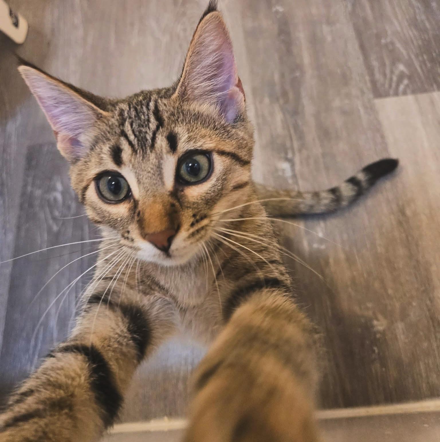 Enlarge Marble, a Adoptable Domestic Short Hair in Austintown, OH image 3/4