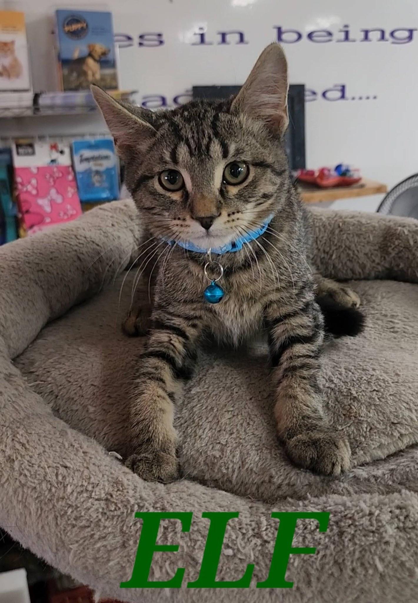 Enlarge Elf, a ADOPTABLE Domestic Short Hair in Tama, IA image 1/1