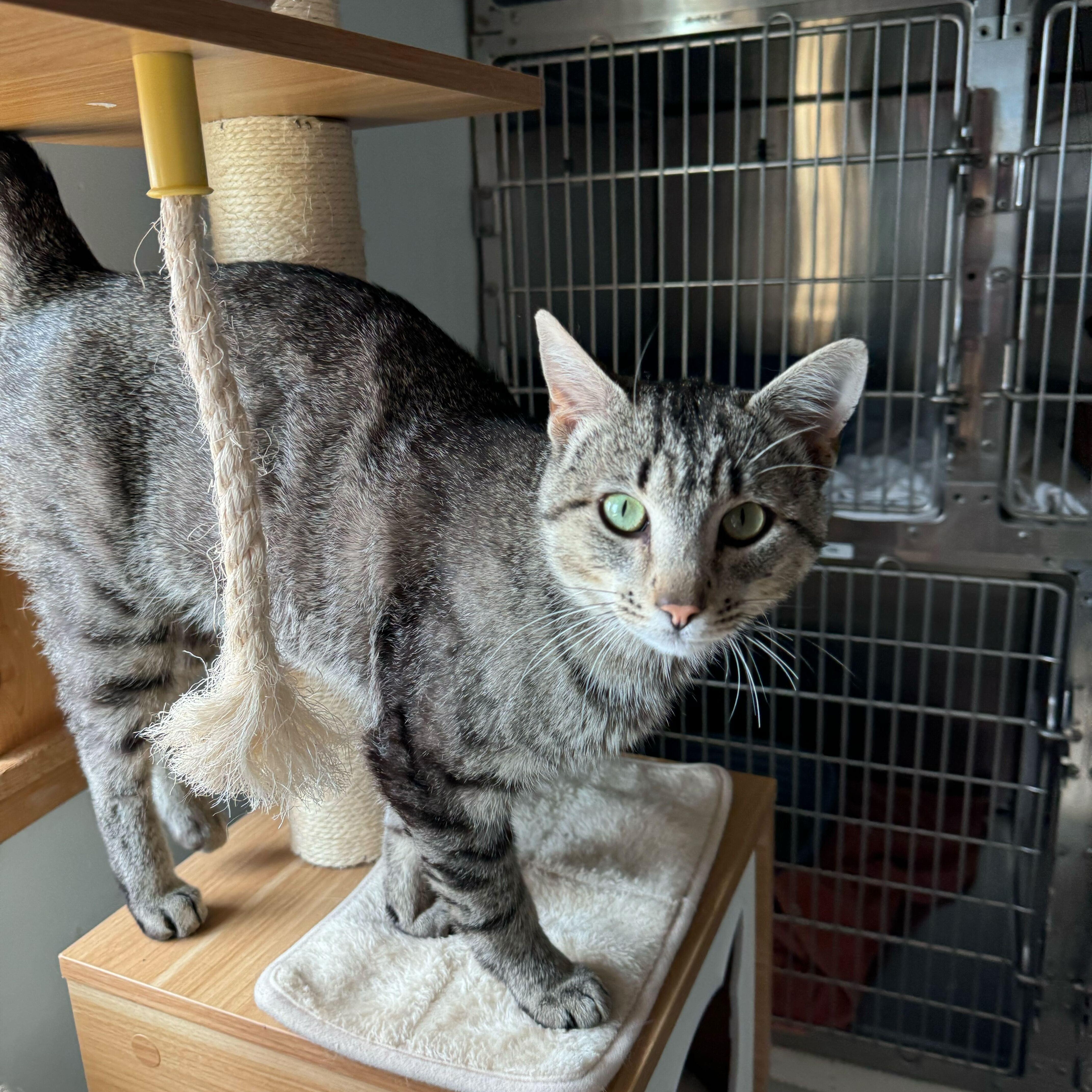Lil Jon, an adoptable Domestic Short Hair in Driggs, ID, 83422 | Photo Image 2