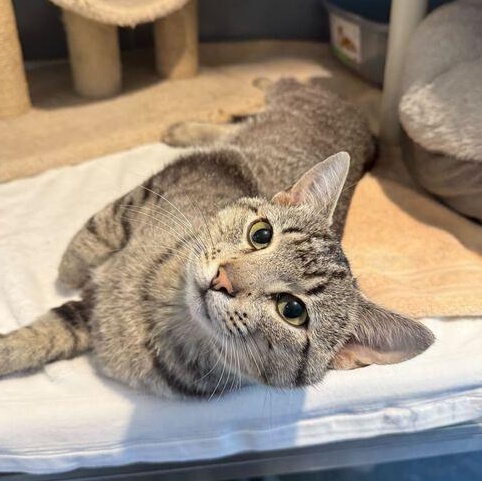 Lil Jon, an adoptable Domestic Short Hair in Driggs, ID, 83422 | Photo Image 4
