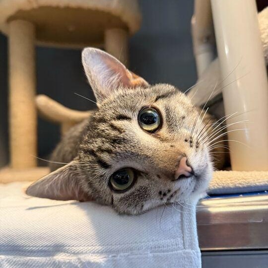 Lil Jon, an adoptable Domestic Short Hair in Driggs, ID, 83422 | Photo Image 3
