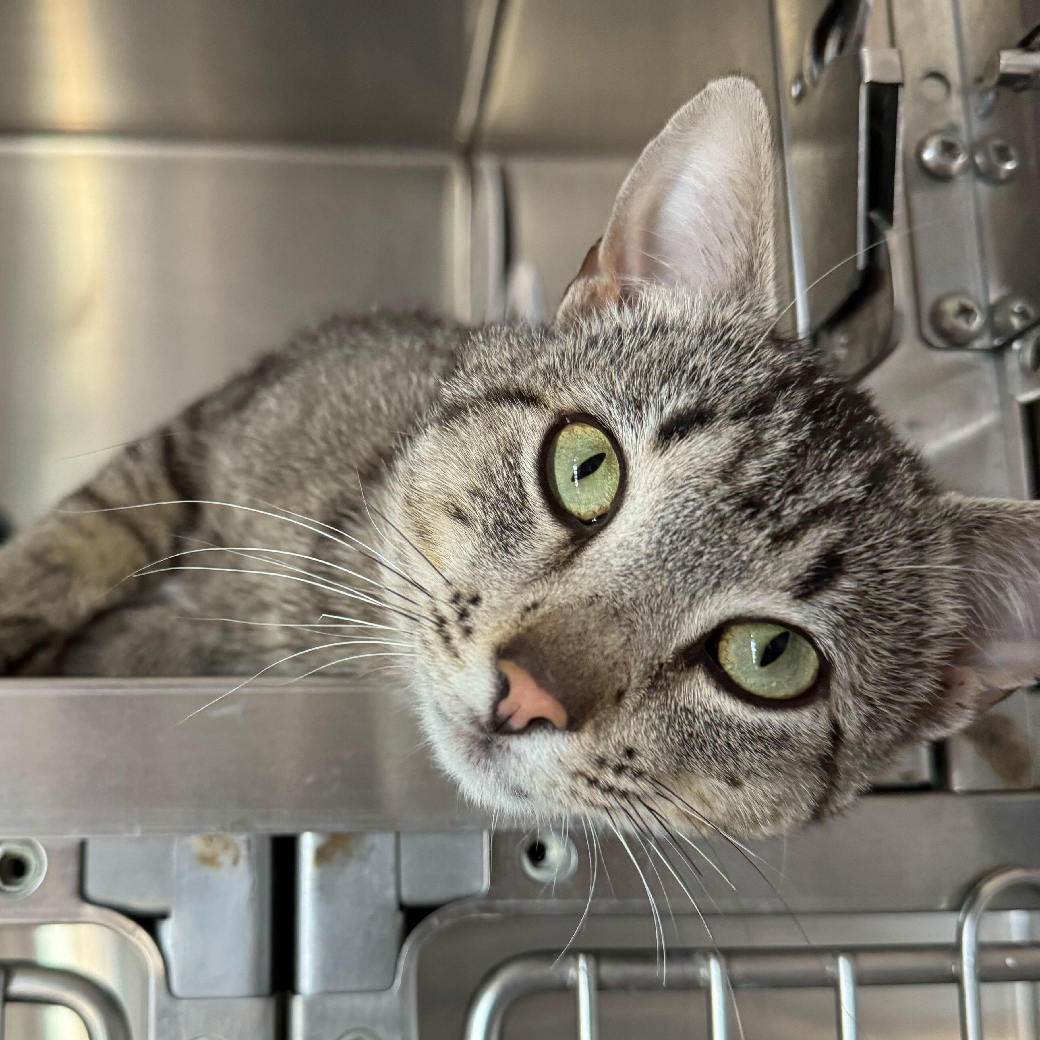 Lil Jon, an adoptable Domestic Short Hair in Driggs, ID, 83422 | Photo Image 1