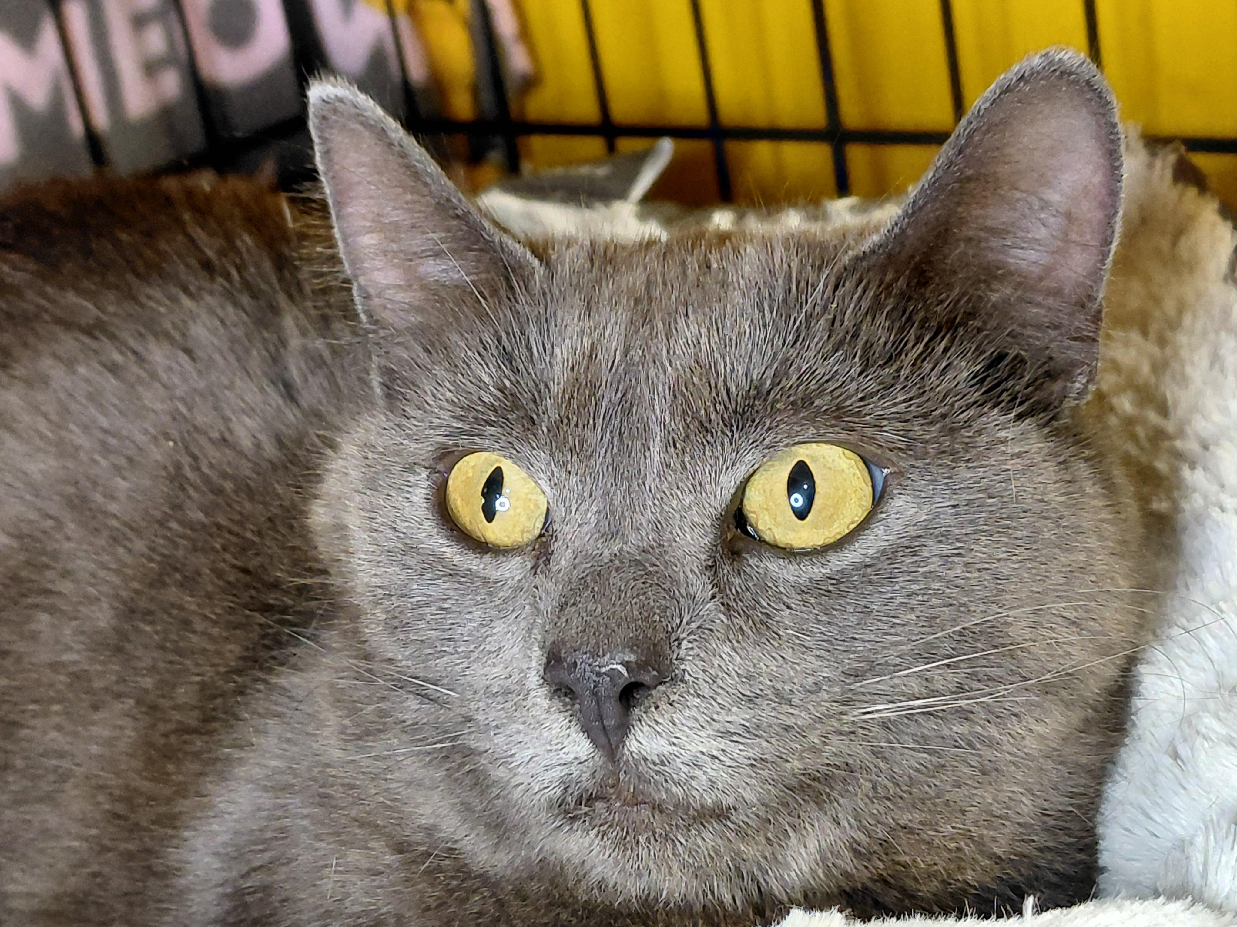 Enlarge Sashimi, a ADOPTABLE Domestic Medium Hair in Bethpage, NY image 2/2