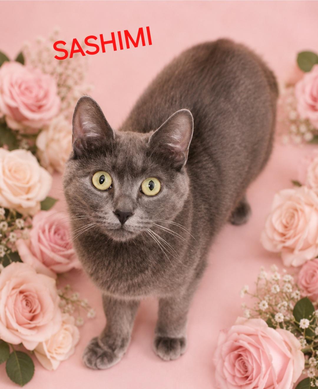 Sashimi, ADOPTABLE, Adult Female Domestic Medium Hair.