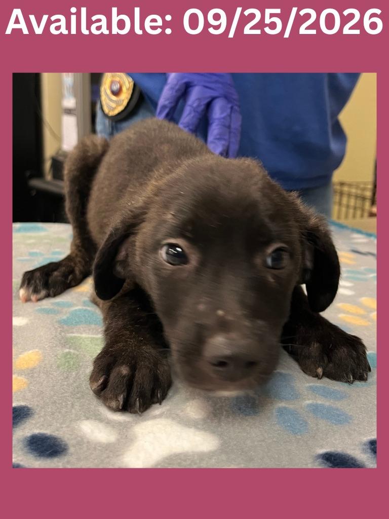 Enlarge Dog Kennel #25, a Adoptable mixed breed in Greenville, TX image 1/1