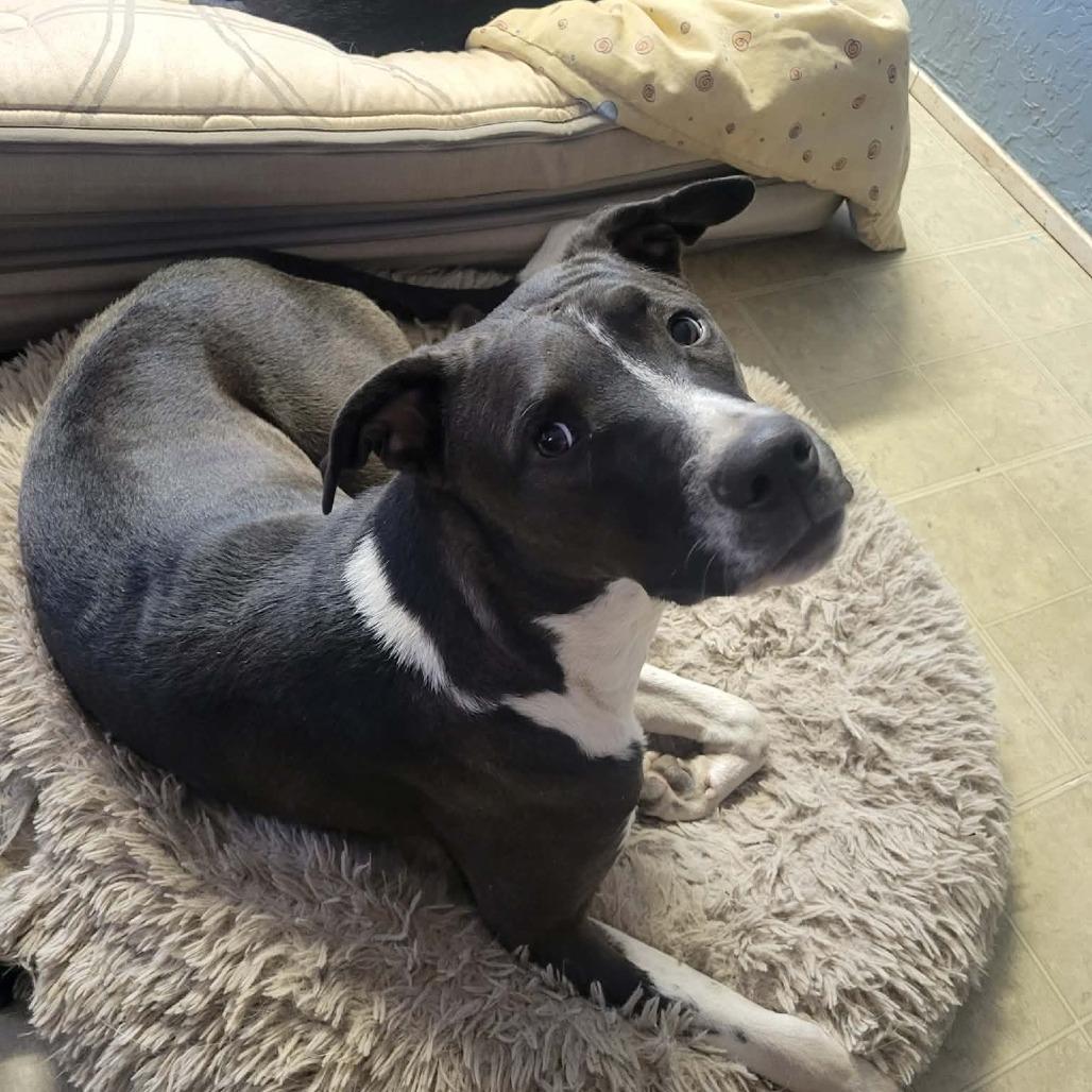 Enlarge Rosalind, a Adoptable American Staffordshire Terrier in Newcastle, OK image 2/2