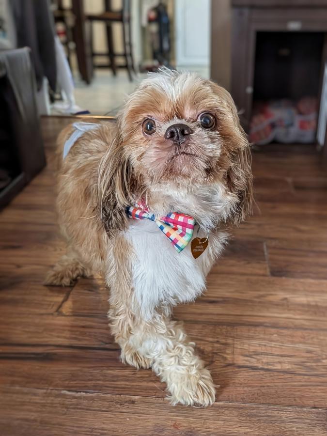 Otto, Adoptable, Adult Male Shih Tzu.