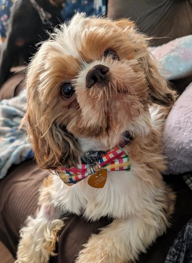 Enlarge Otto, a Adopted Shih Tzu in Painesville, OH image 2/6