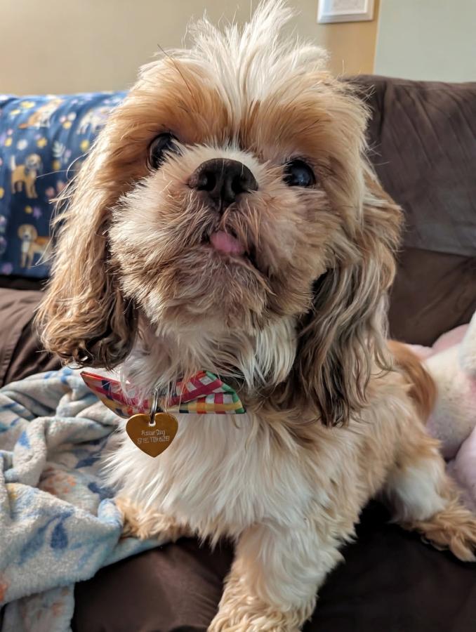 Enlarge Otto, a Adoptable Shih Tzu in Painesville, OH image 2/4