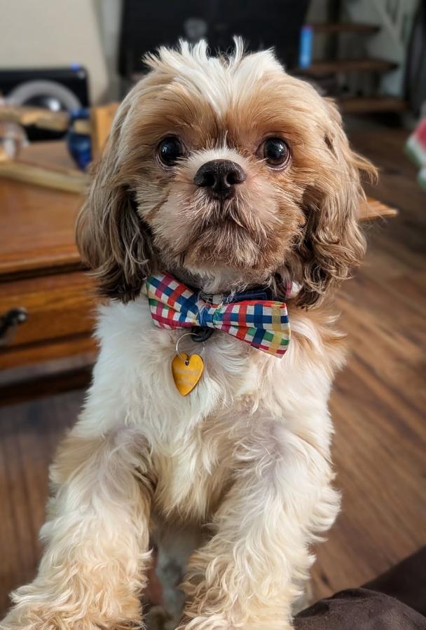 Enlarge Otto, a Adoptable Shih Tzu in Painesville, OH image 3/4
