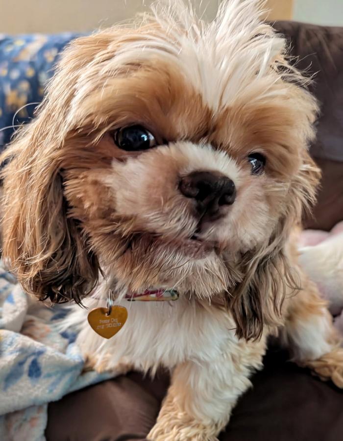 Enlarge Otto, a Adoptable Shih Tzu in Painesville, OH image 4/4