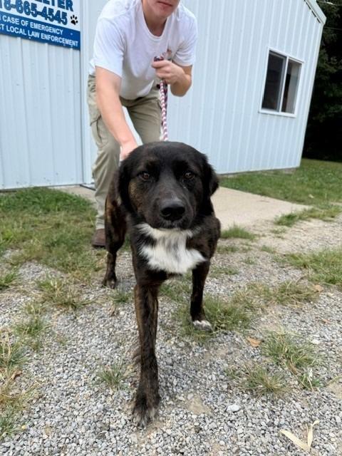 Enlarge Blaze, a Adoptable Retriever in Louisville, IL image 1/1