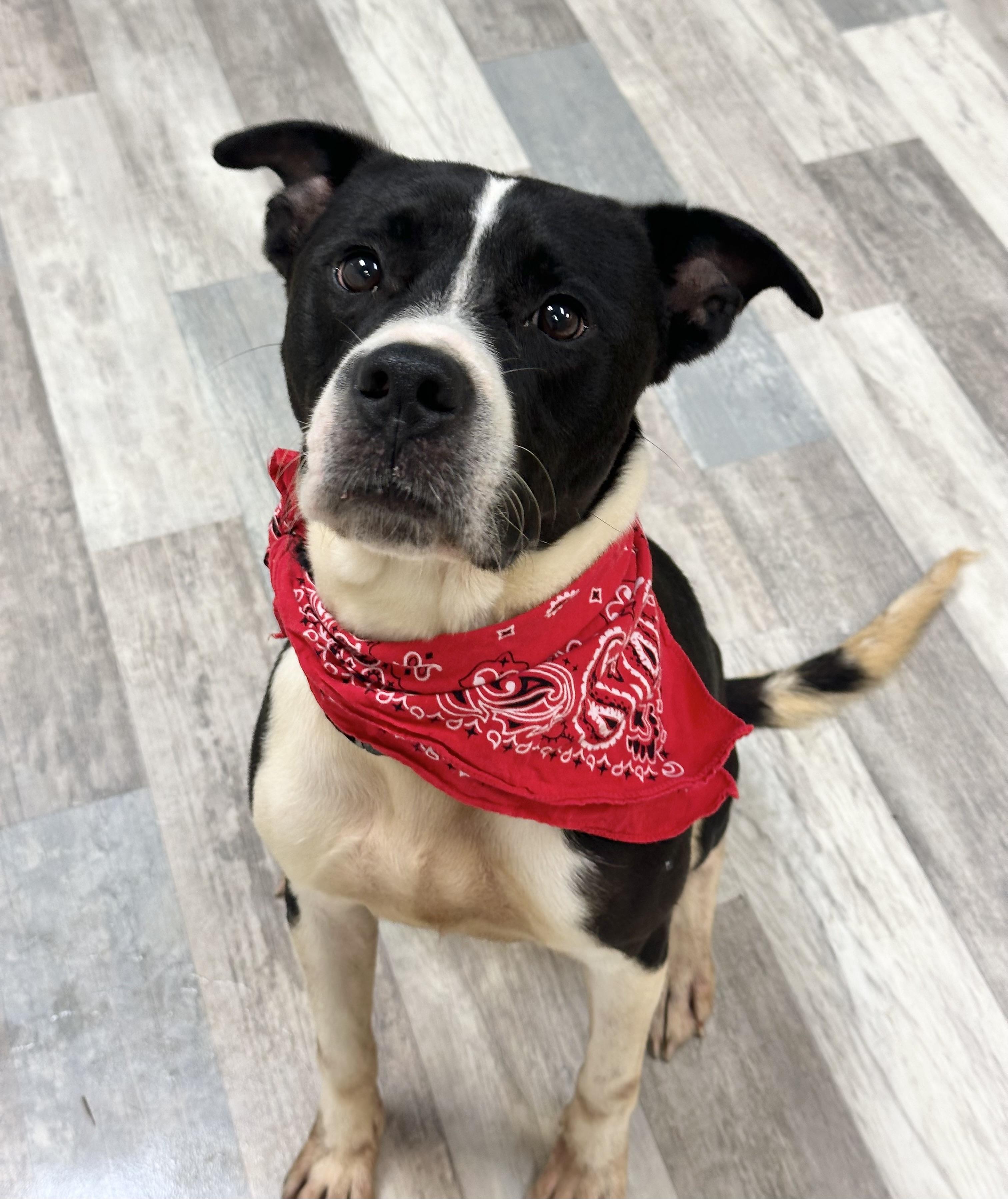 Luke , Adoptable, Adult Male American Bulldog.