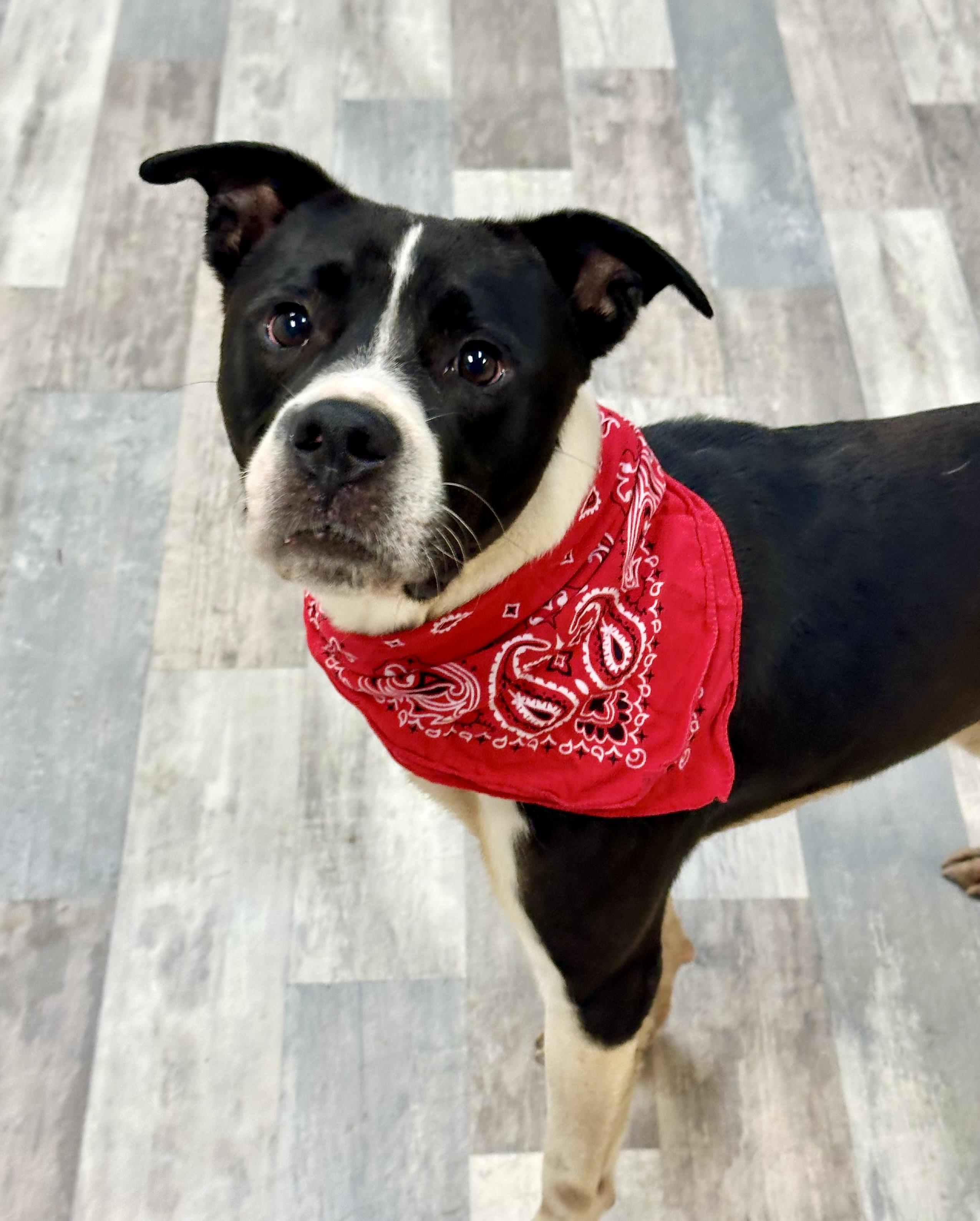 Luke , a Adoptable American Bulldog in Lufkin, TX image 2/5