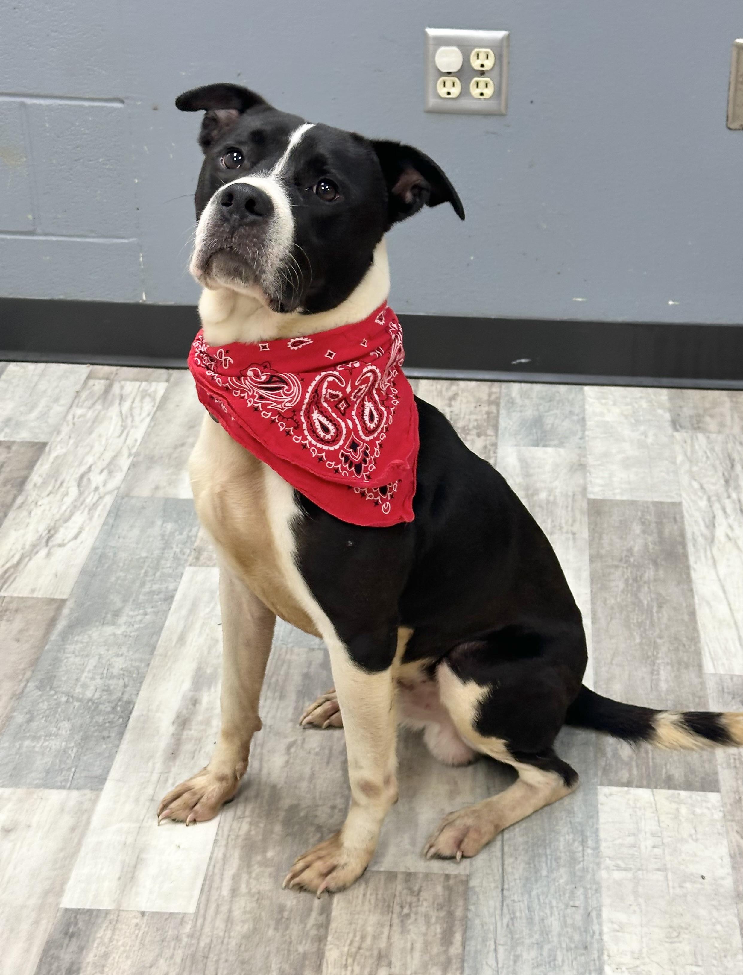 Luke , a Adoptable American Bulldog in Lufkin, TX image 3/5