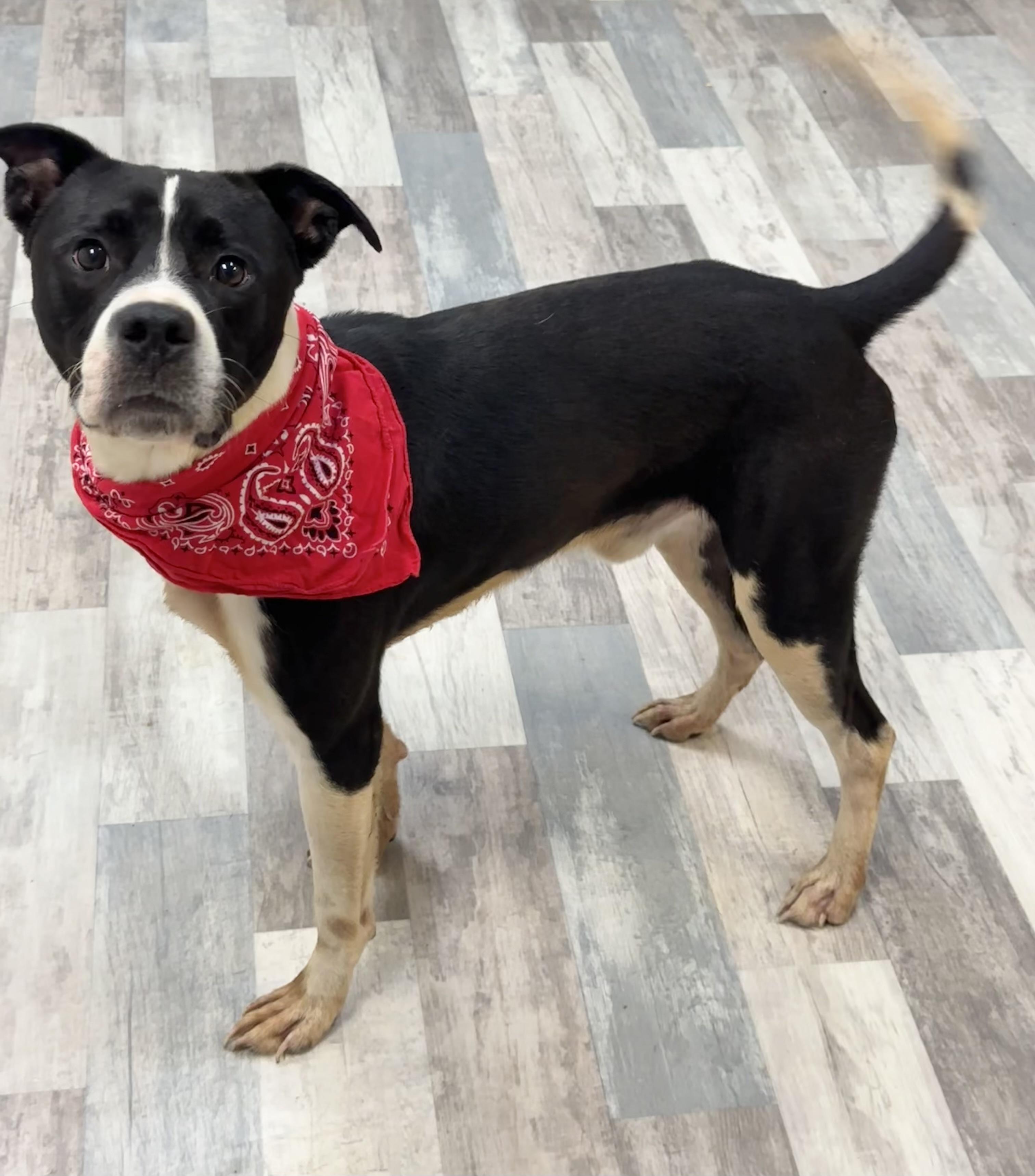 Luke , a Adoptable American Bulldog in Lufkin, TX image 4/5