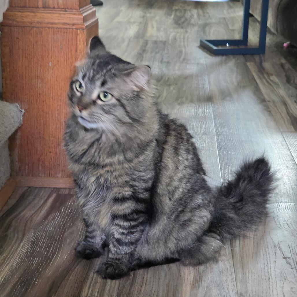 Frankie, Adoptable, Adult Male Domestic Long Hair.
