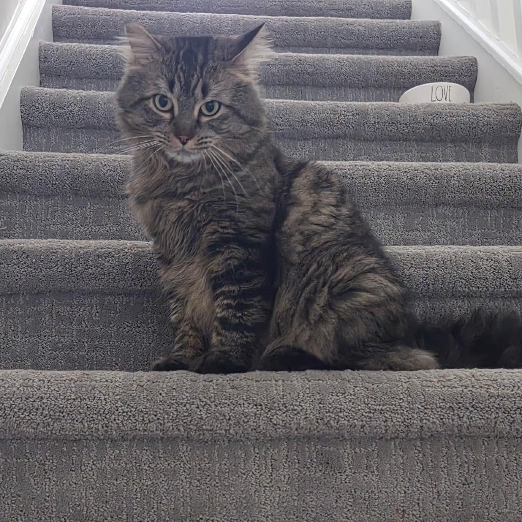 Enlarge Frankie, a Adoptable Domestic Long Hair in Ferndale, MI image 2/3