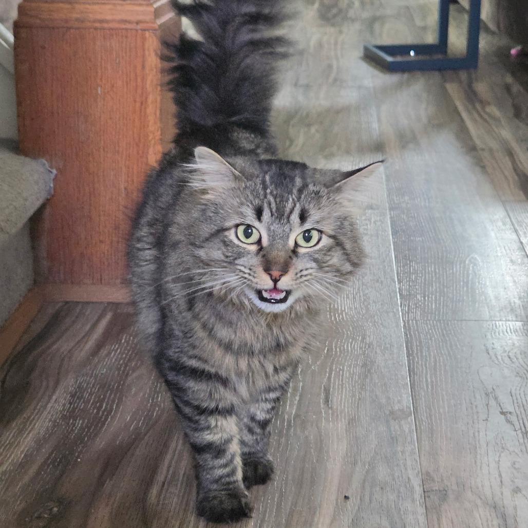 Enlarge Frankie, a Adoptable Domestic Long Hair in Ferndale, MI image 3/3