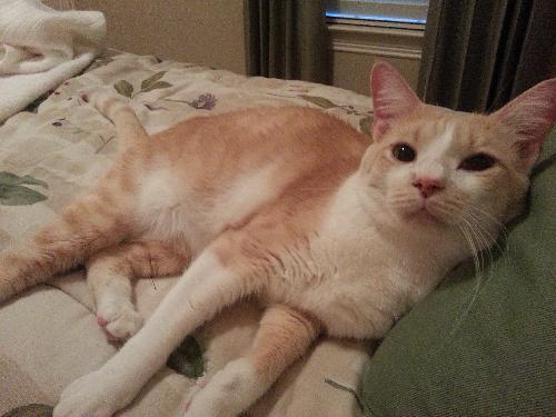 Creamsicle, Adopted, Adult Male Domestic Short Hair.