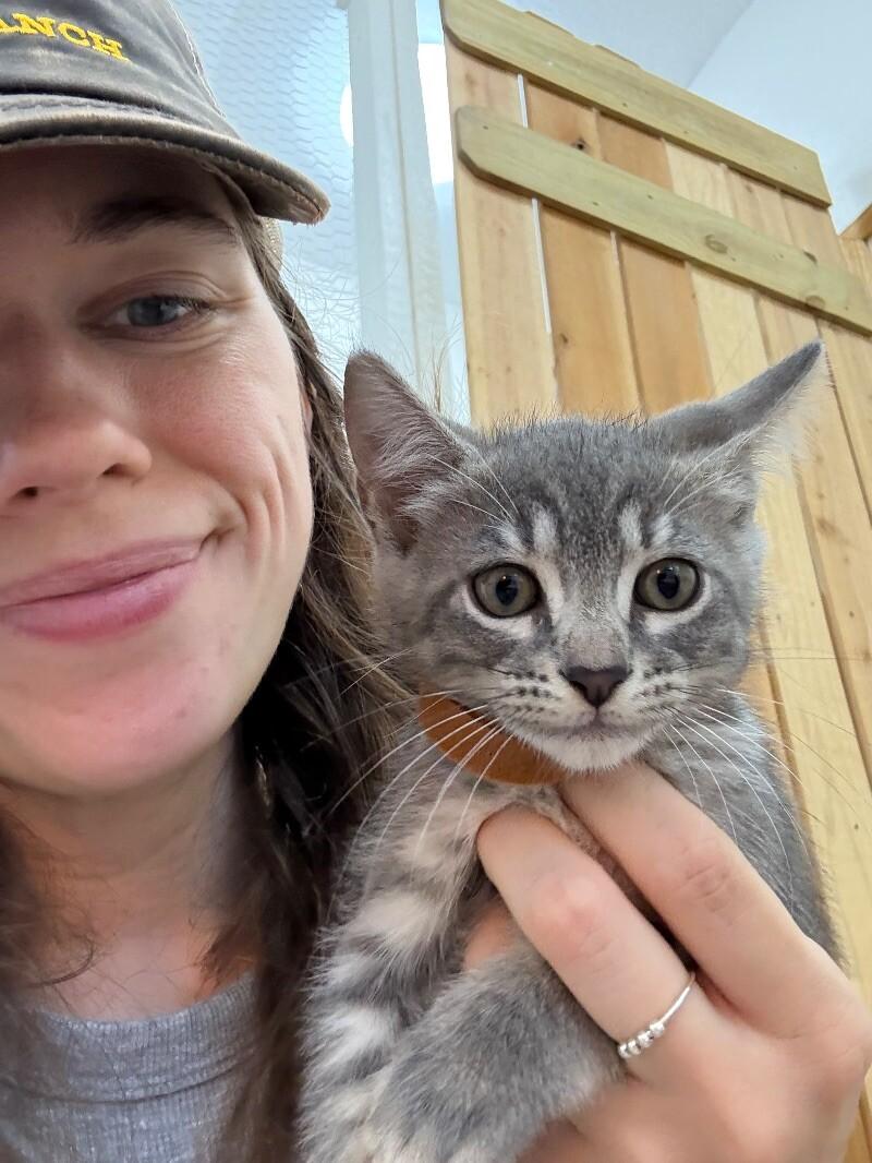 Cat for adoption - Blueberry Muffin Dessert, a Domestic Short Hair Mix ...