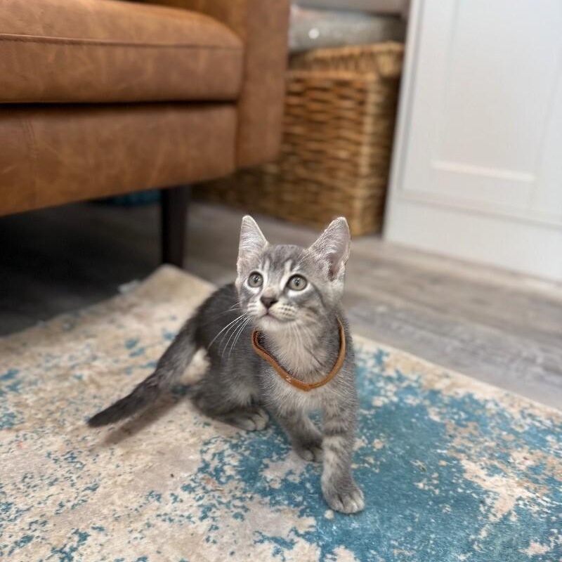 Cat for adoption - Blueberry Muffin Dessert, a Domestic Short Hair Mix ...
