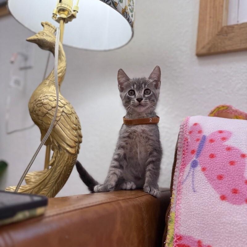 Cat for adoption - Blueberry Muffin Dessert, a Domestic Short Hair Mix ...
