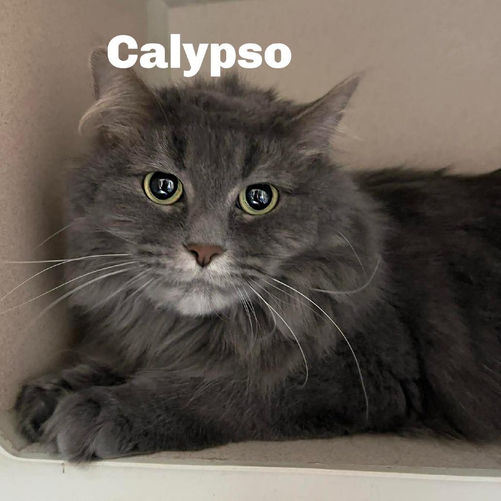 Calypso 251058, Adoptable, Adult Female Domestic Long Hair.