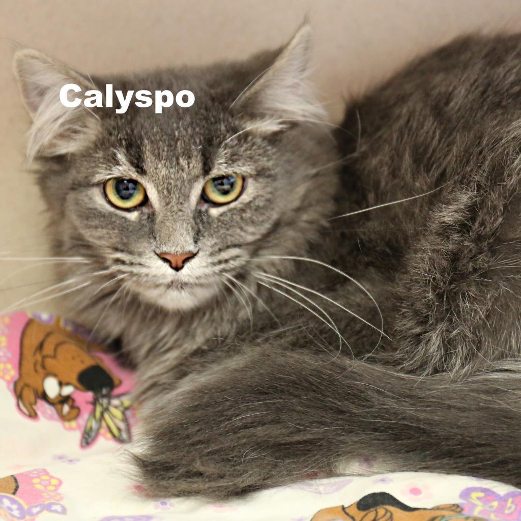 Enlarge Calypso 251058, a Adoptable Domestic Long Hair in Escanaba, MI image 1/1