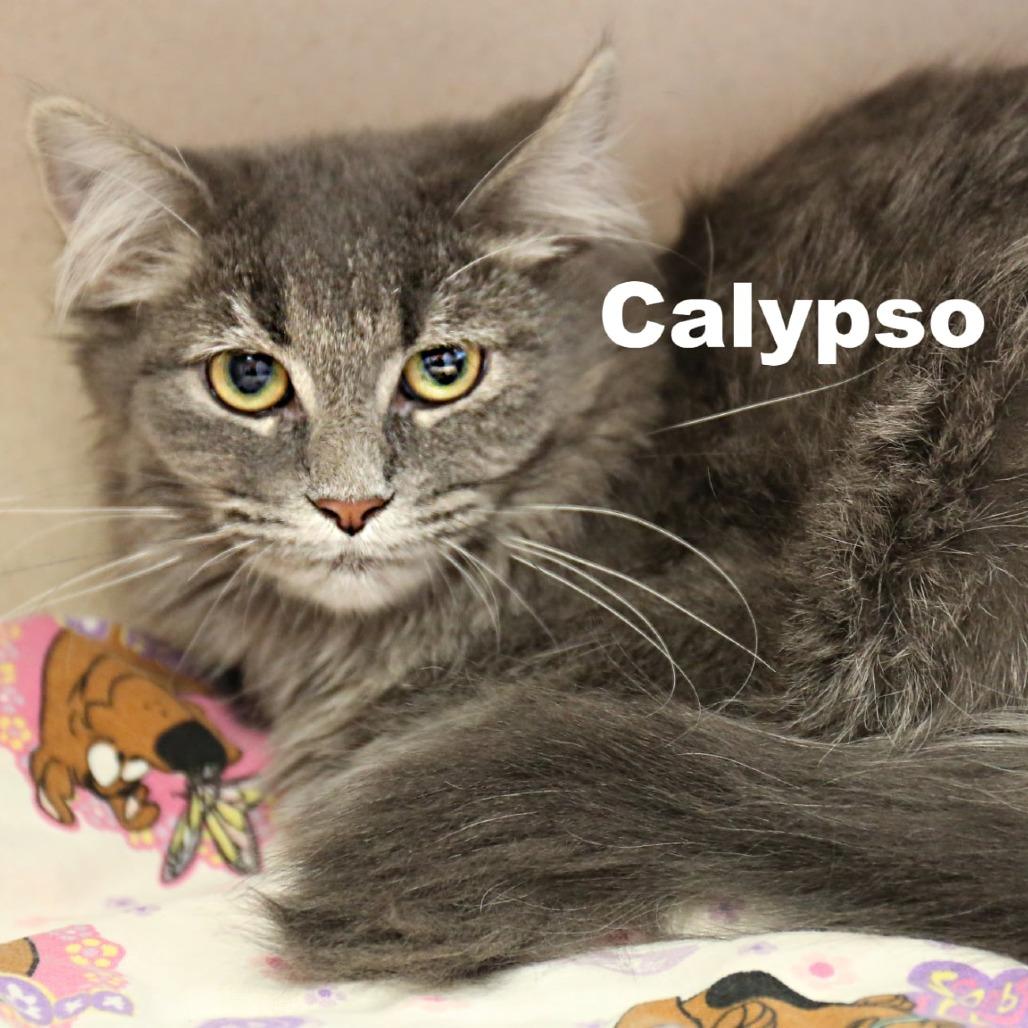 Enlarge Calypso 251058, a Adoptable Domestic Long Hair in Escanaba, MI image 1/1