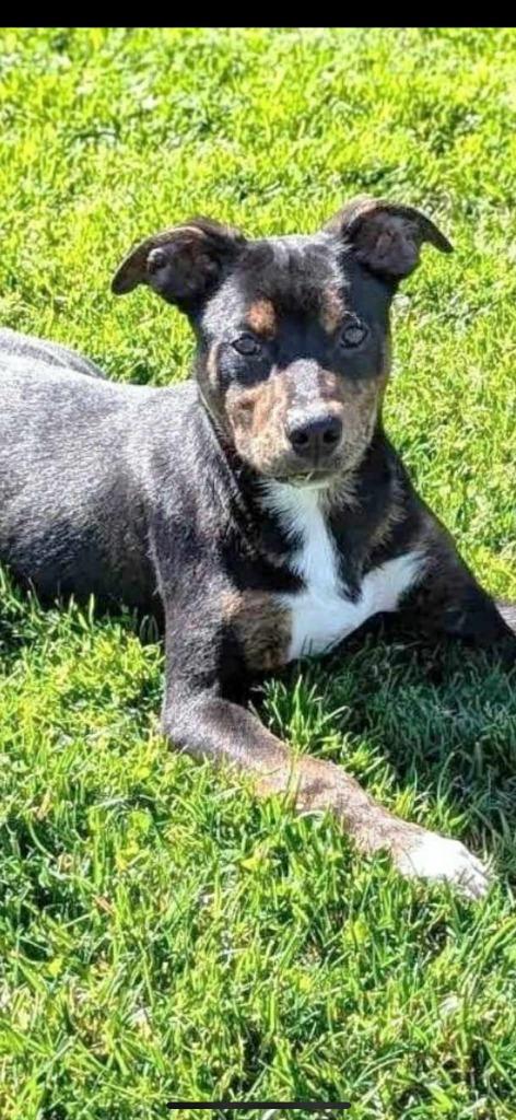 Enlarge Wile E Coyote, a Adoptable mixed breed in Brookings, OR image 1/3