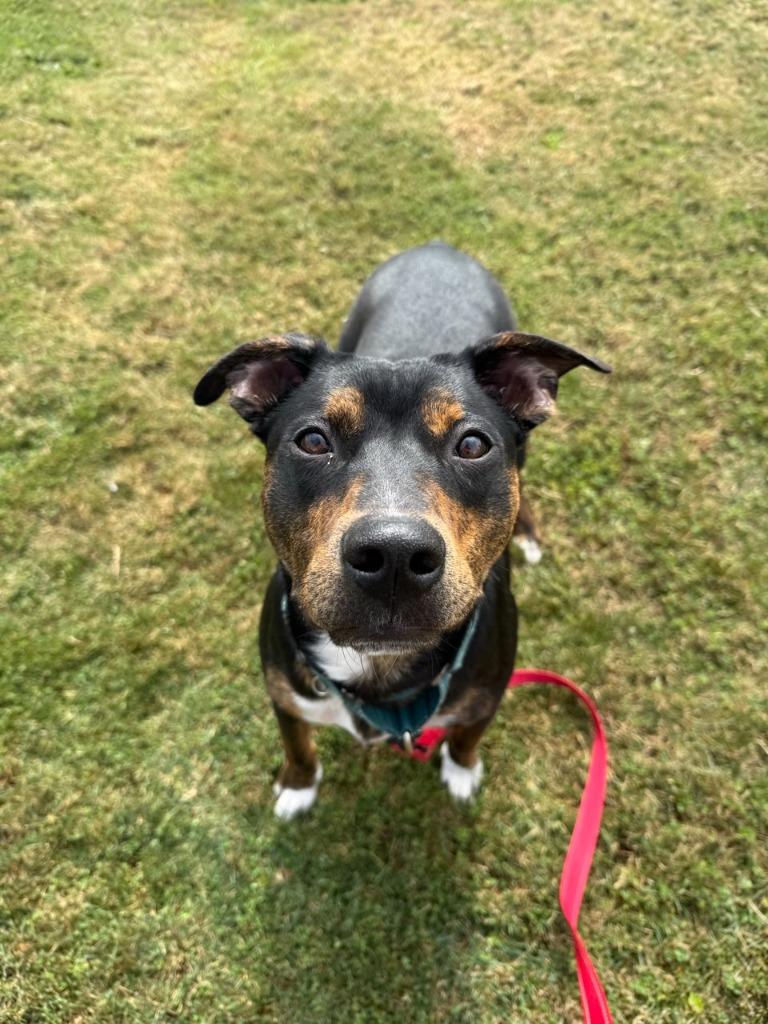 Enlarge Wile E Coyote, a Adoptable mixed breed in Brookings, OR image 2/3