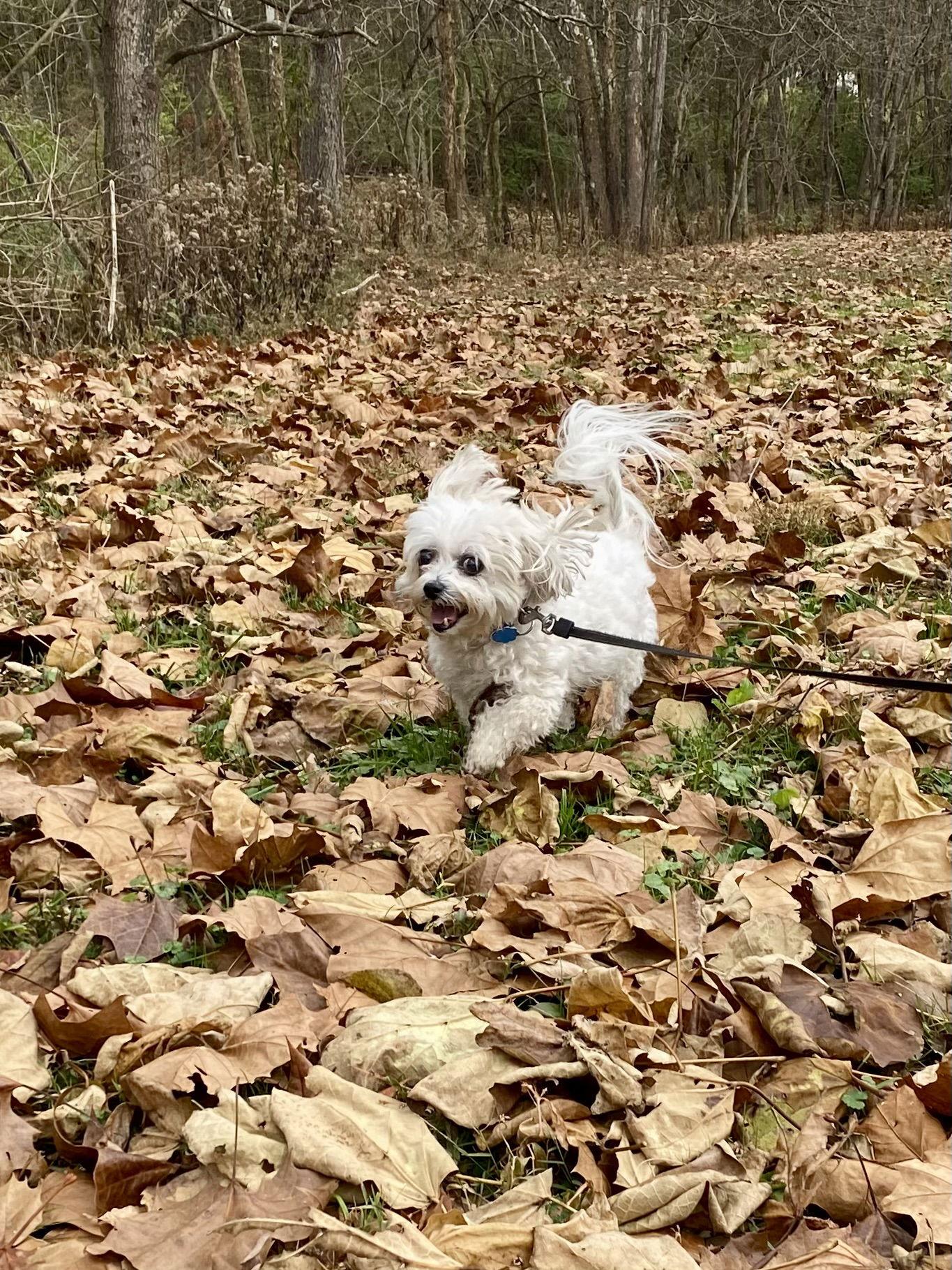 Abby, Adopted, Senior Female Shih Tzu & Maltese.