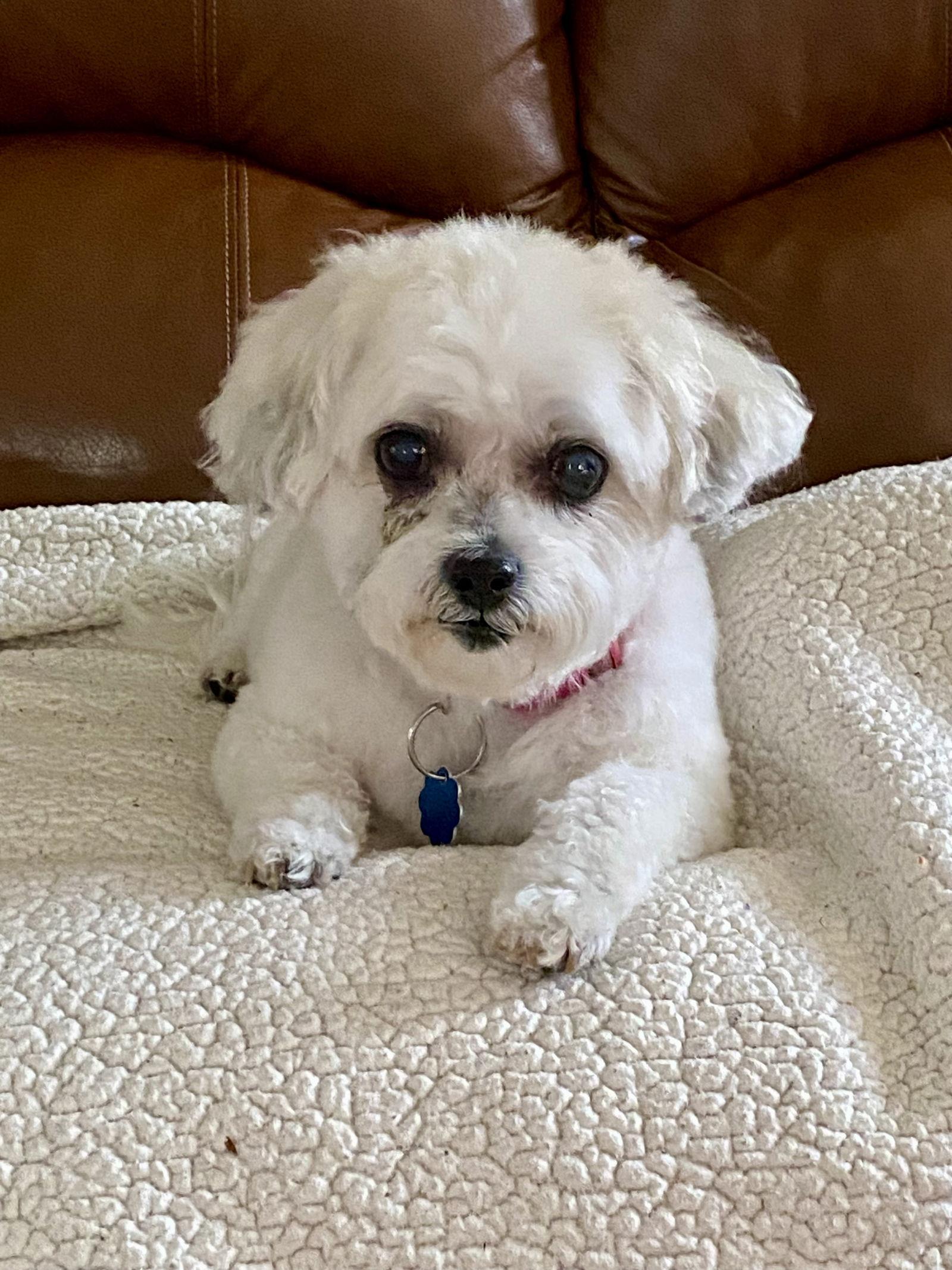 Enlarge Abby, a Adopted mixed breed in Alexandria, KY image 2/3