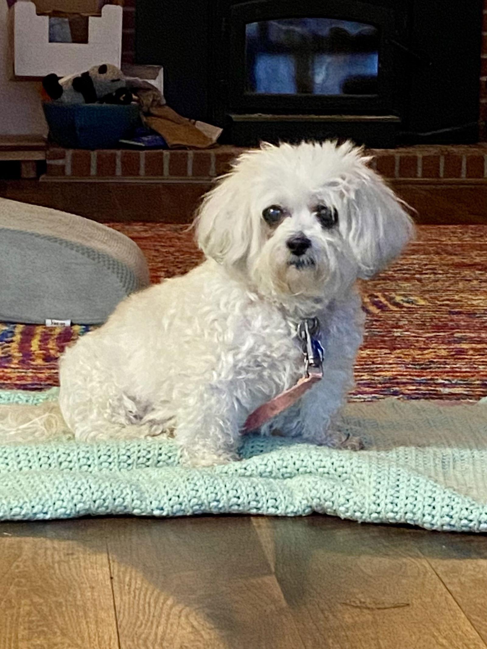 Enlarge Abby, a Adopted mixed breed in Alexandria, KY image 3/3