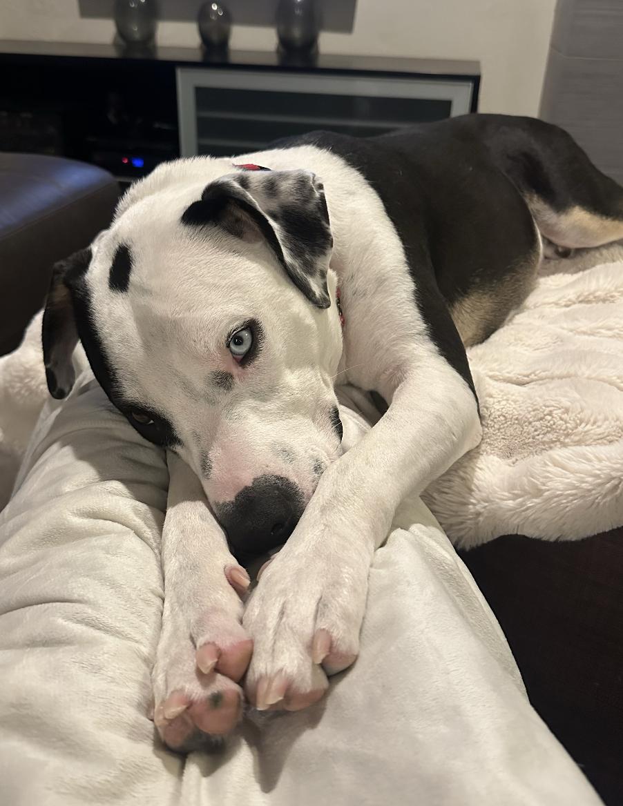 Enlarge Koda, a Adoptable mixed breed in Scottsdale, AZ image 1/4