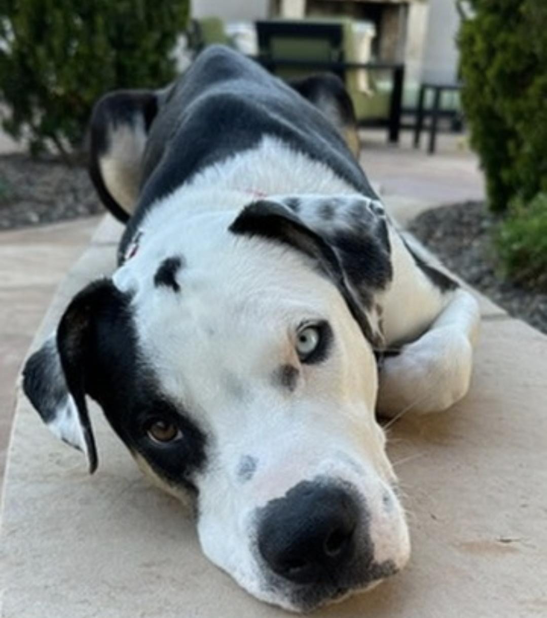 Enlarge Koda, a Adoptable mixed breed in Scottsdale, AZ image 3/4