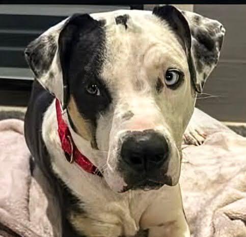 Enlarge Koda, a Adoptable mixed breed in Scottsdale, AZ image 4/4