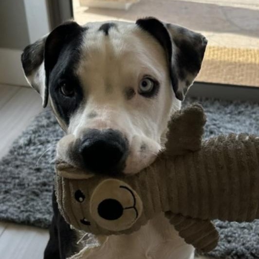 Enlarge Koda, a Adoptable mixed breed in Scottsdale, AZ image 2/4