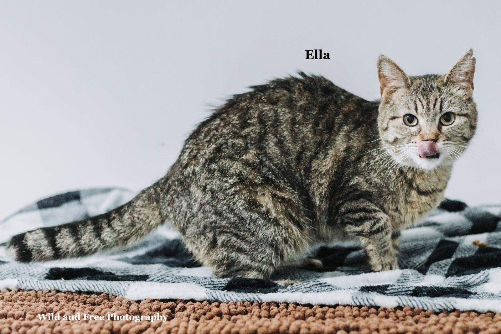 Ella, a Adoptable mixed breed in Morehead, KY image 1/3