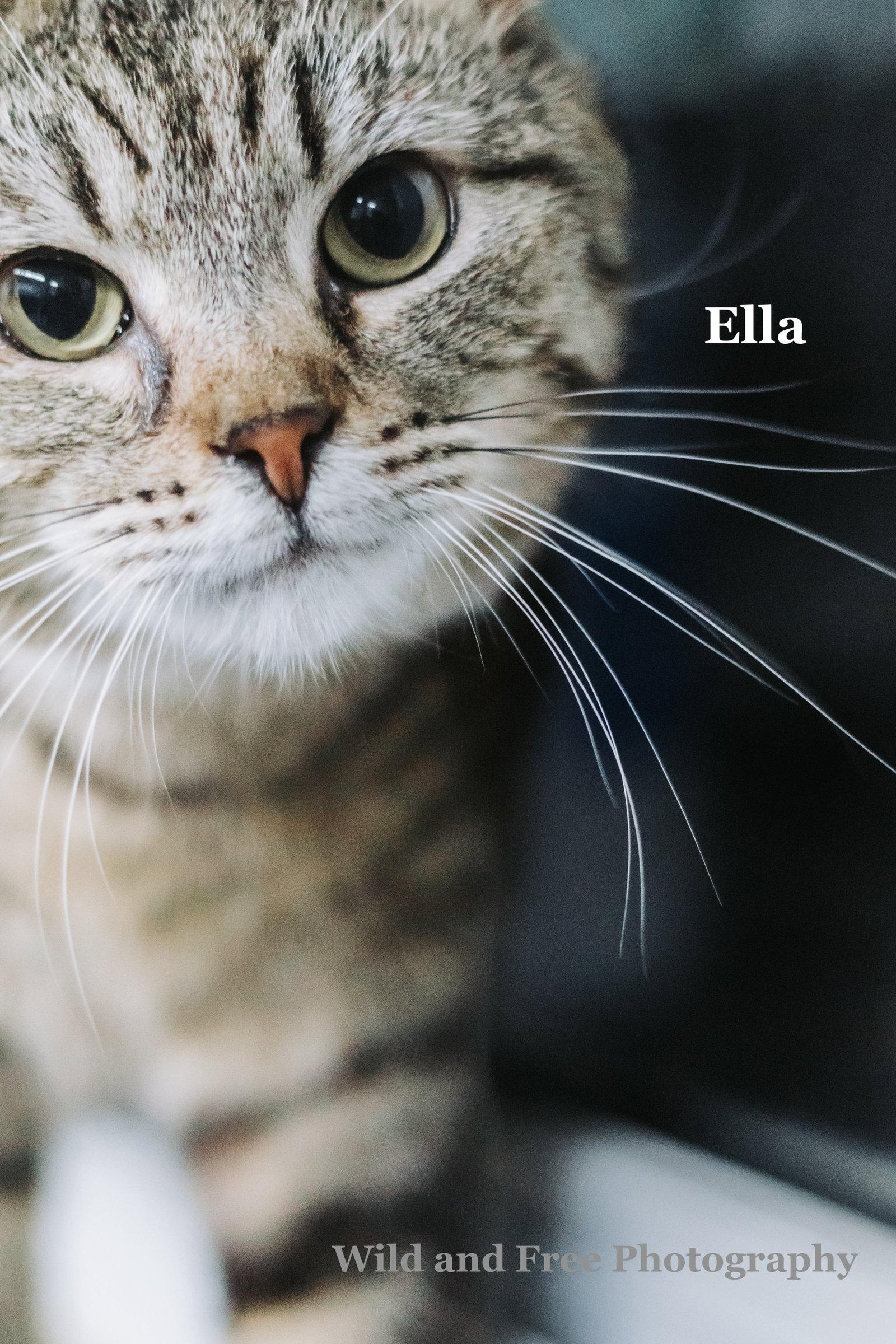 Ella, a Adoptable mixed breed in Morehead, KY image 2/3