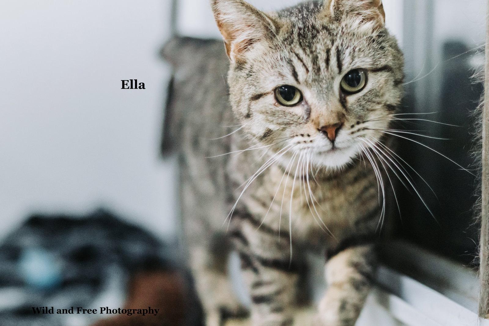 Ella, a Adoptable mixed breed in Morehead, KY image 3/3