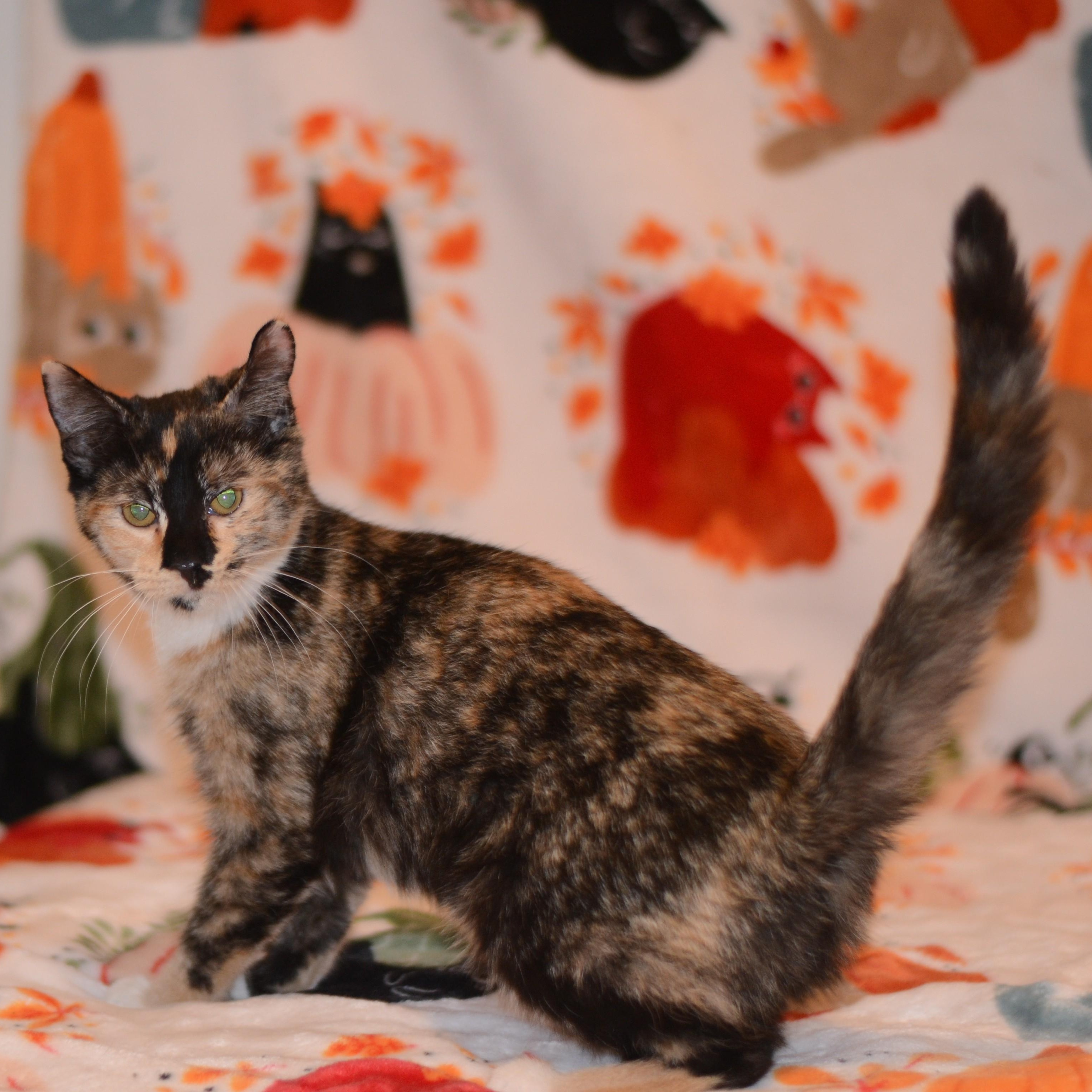 Enlarge Starmie, a Adopted Domestic Short Hair in Manchester, MD image 2/2