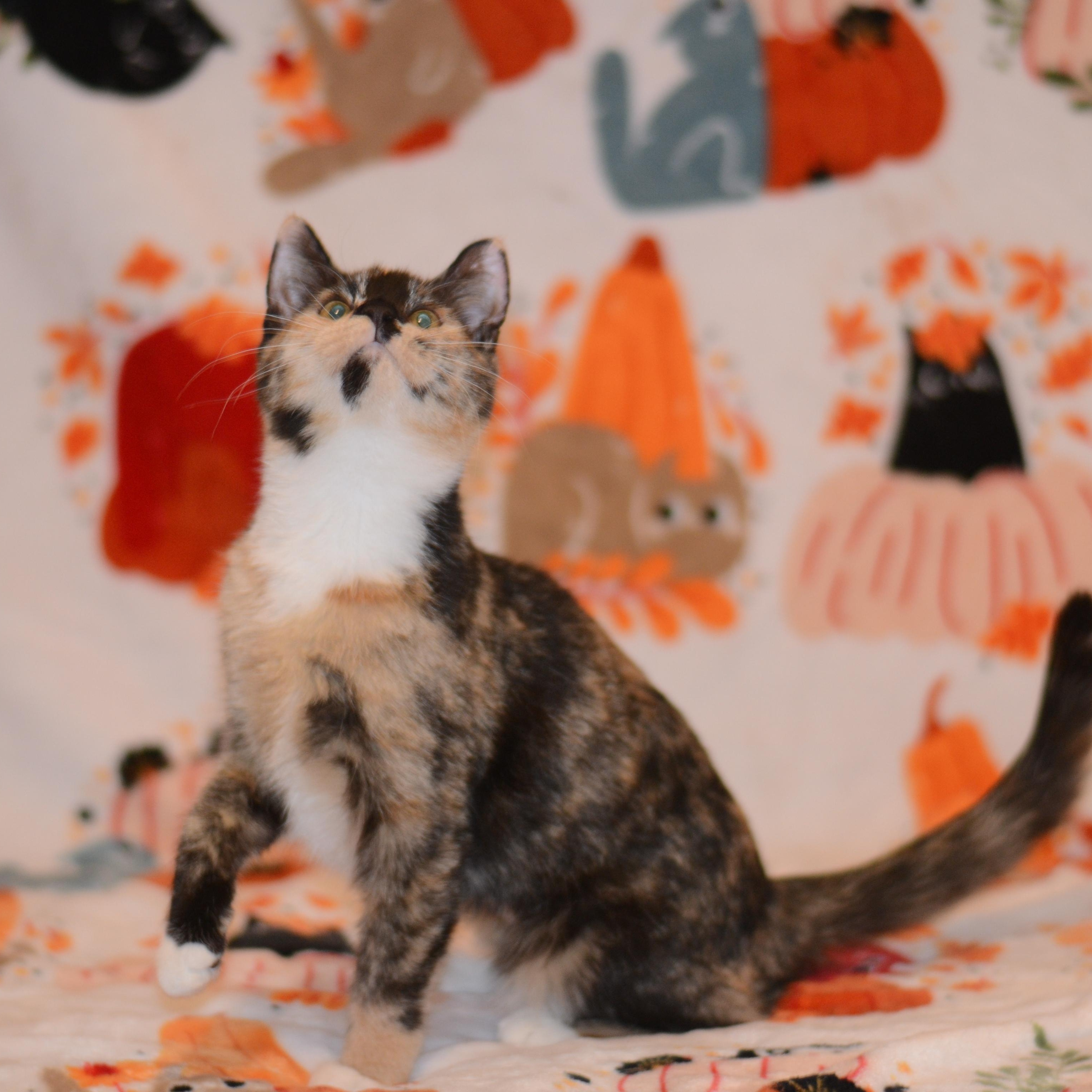 Starmie, Adopted, Kitten Female Domestic Short Hair.