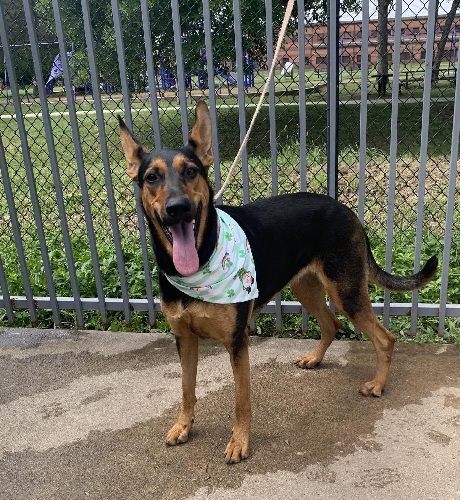 Layla, Adoptable, Adult Female German Shepherd Dog & Doberman Pinscher.