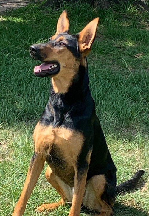 Enlarge Layla, a Adoptable mixed breed in Spring, TX image 5/6